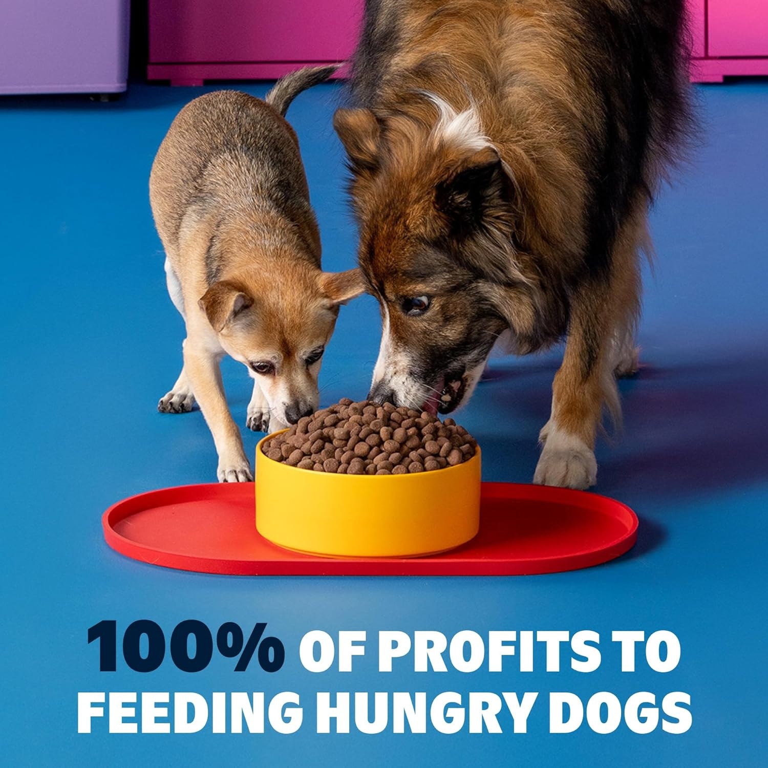 image:imageBark in the Belly Beef amp Ancient Grains Recipe Premium Dog Food 4 lb Bag 18 kg