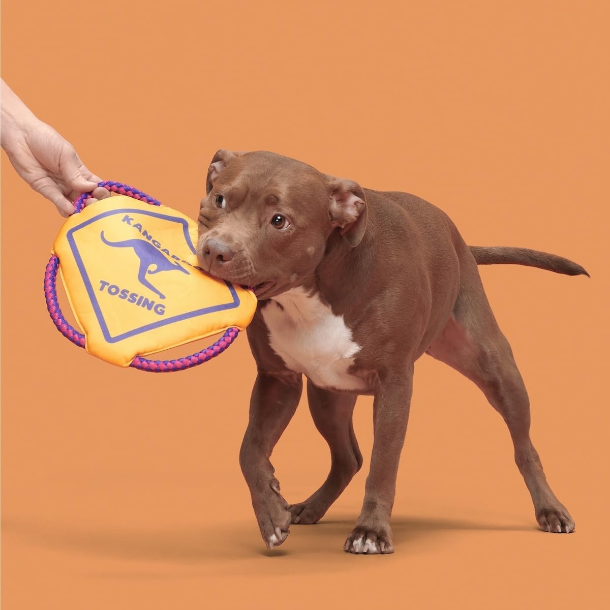 image:imageBarkbox Slobbermelon Fetch Flying Disc Dog Toy FluffFree Crinkle Disc with TShirt Rope Edge Durable Fetch amp Tug Toy for Dogs amp PuppiesKangaroo Tossing