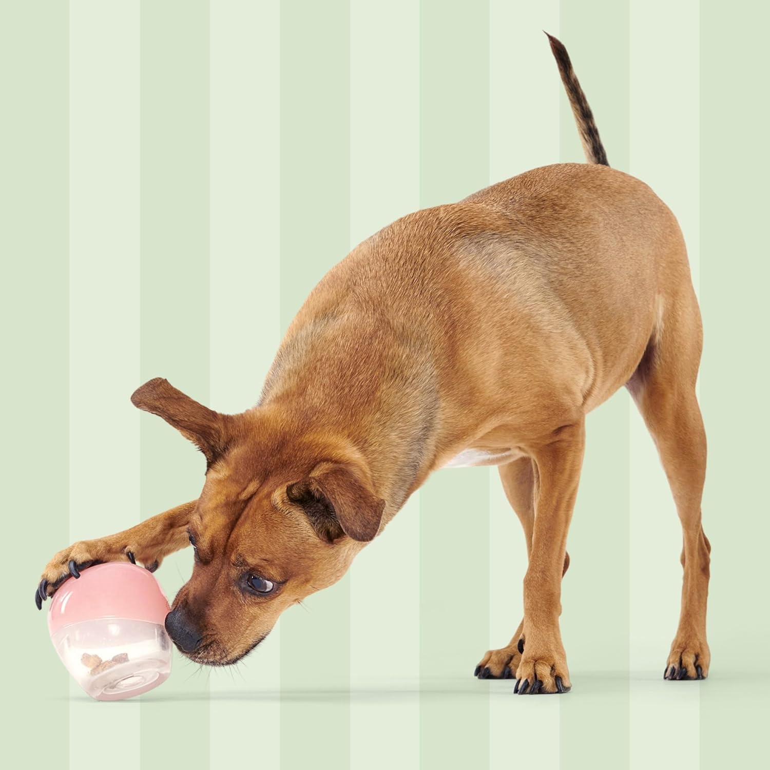 image:imageBarkbox Tipsy Treat Gift Pack Valentines Day Plush TreatDispensing Dog Toy amp Chicken Jerky Heart Treats Fun Gift Box for Medium to Large Dogs